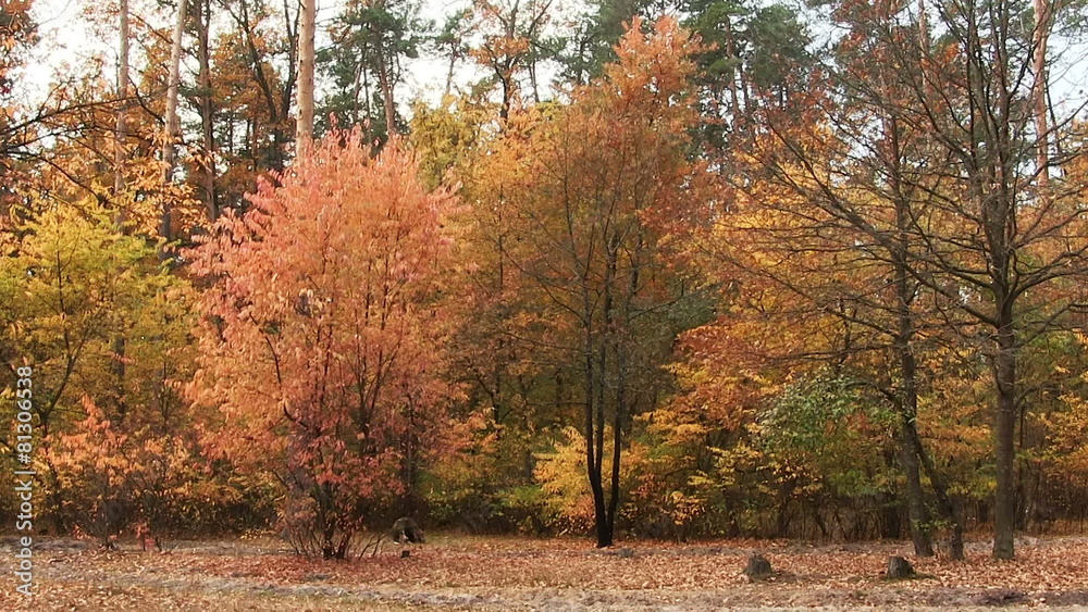 Bright autumn with orange leaves in wood. Landscape PAL Bright autumn with orange leaves in wood. Landscape PAL