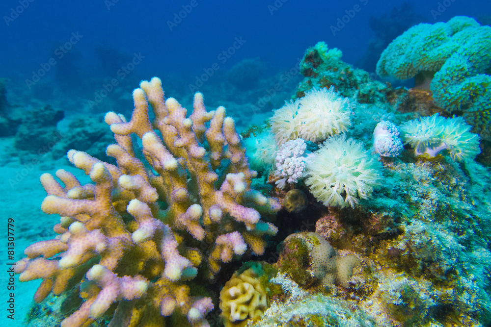 Naklejka premium coral reef in tropical sea, underwater