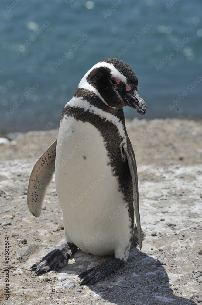 Obraz premium pinguin