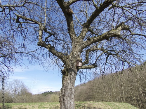 Alter Baum im Frühling bei blauem Himmel und Sonnenschein am Krofdorfer Forst in Wettenberg Krofdorf-Gleiberg bei Gießen in Hessen photo