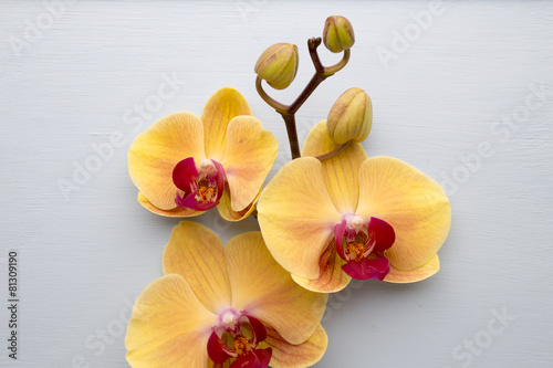 Yellow orchid.