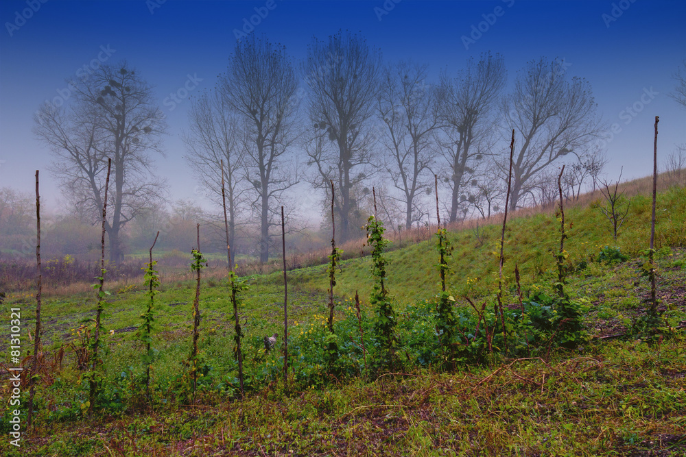 Obraz premium Kidney bean in a vegetable garden