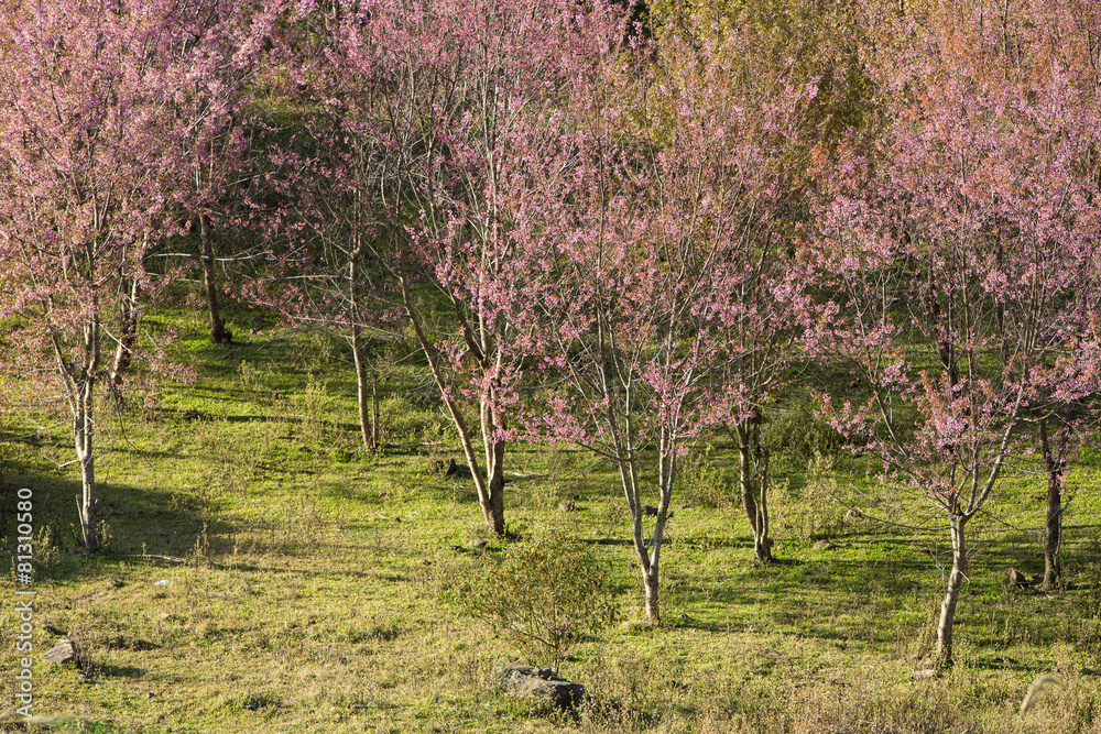 Cherry blossom forest