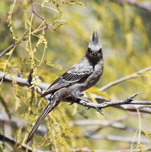 A Female Phainopepla Eating a Flying Insect photo