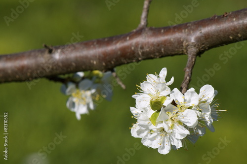 Ramo primaverile photo