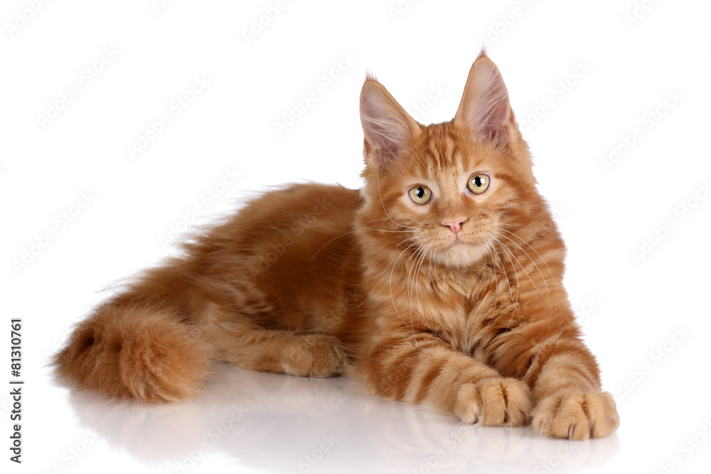 Beautiful red kitten on a white background