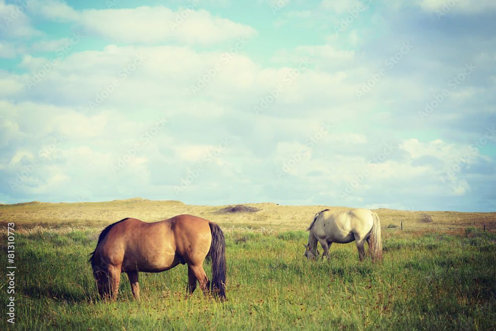 Wild horses couple landscape in vintage style