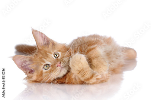 Fluffy playful ginger kitten lying on a white background