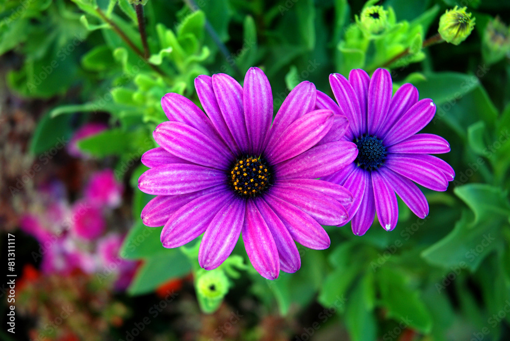 Obraz premium lila Margeriten