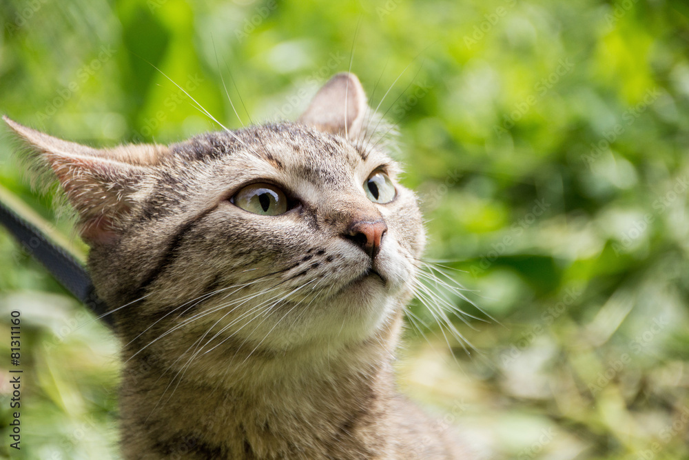 A cat walks in the nature and sniffs in search of prey A cat walks in the nature and sniffs in search of prey