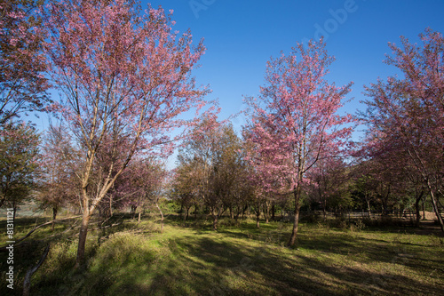 Cherry blossom forest