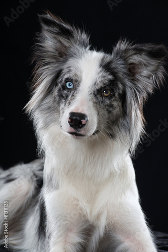 Border Collie