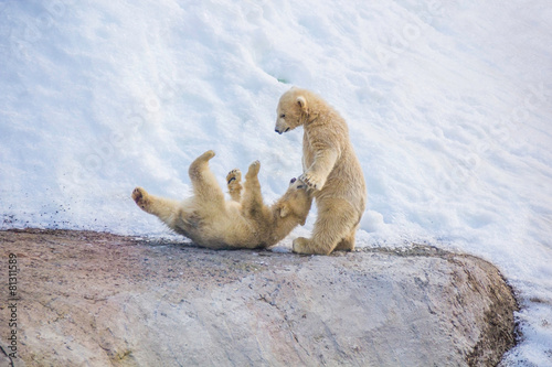 Two little bears playing in the snow photo