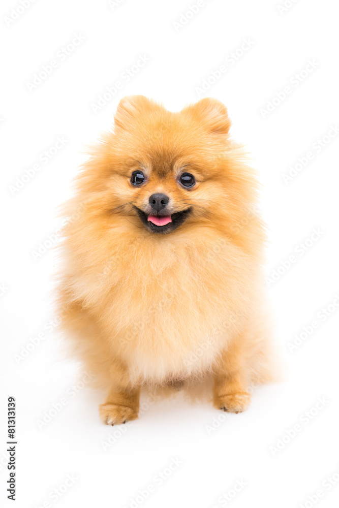 Cute pomeranian spitz