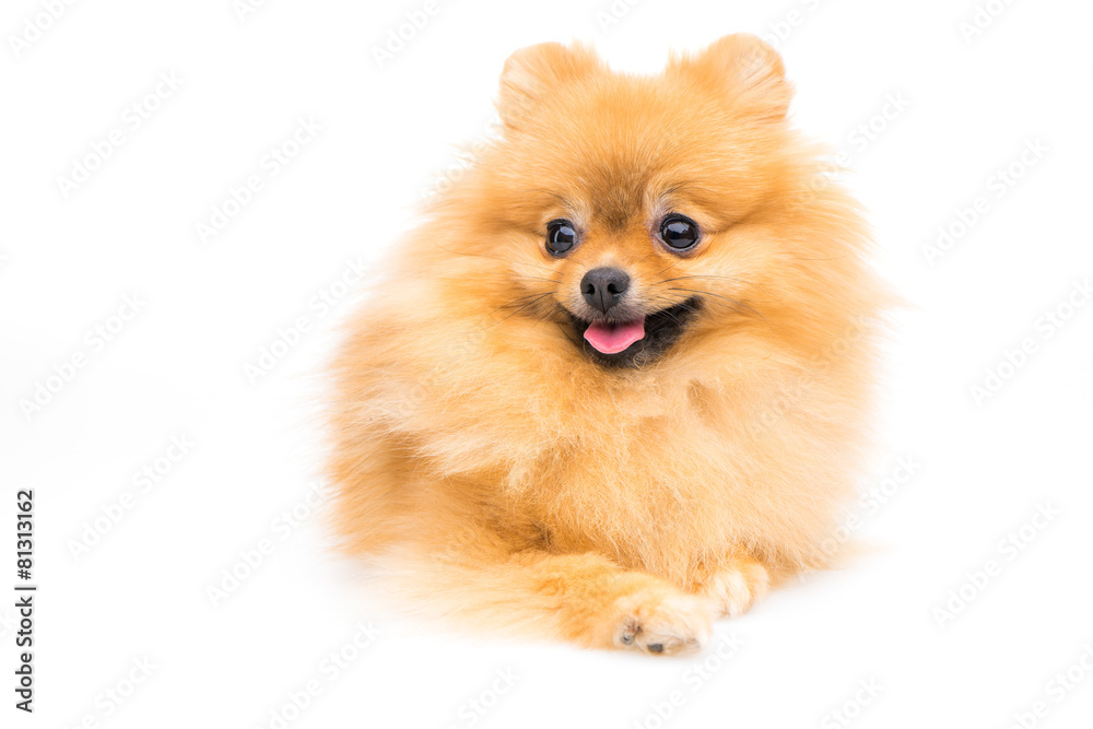Cute pomeranian spitz Cute pomeranian spitz