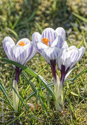 Purple spring crocuses in b...
