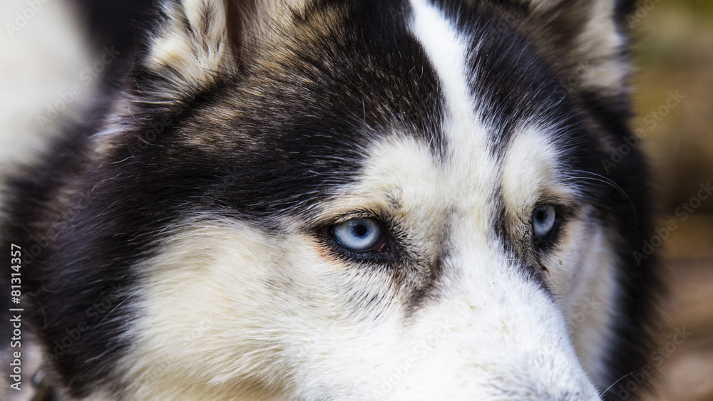 Blue eyed Husky dog portrait Blue eyed Husky dog portrait