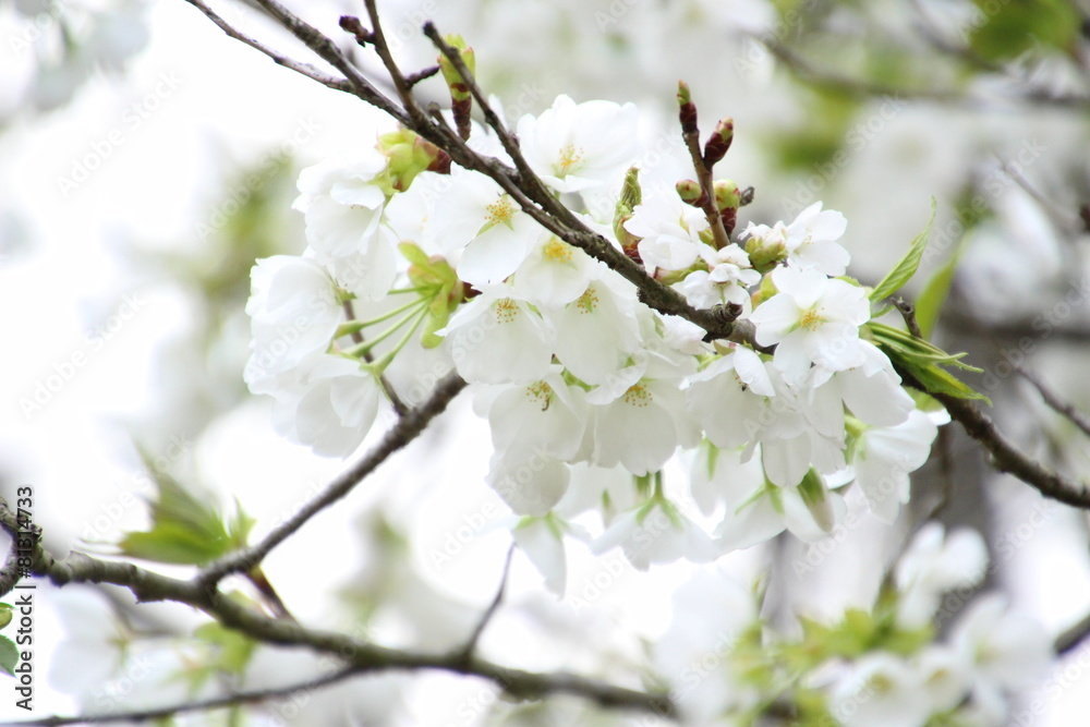 鬱金桜