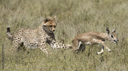 cheetah and cubs learning to hunt.