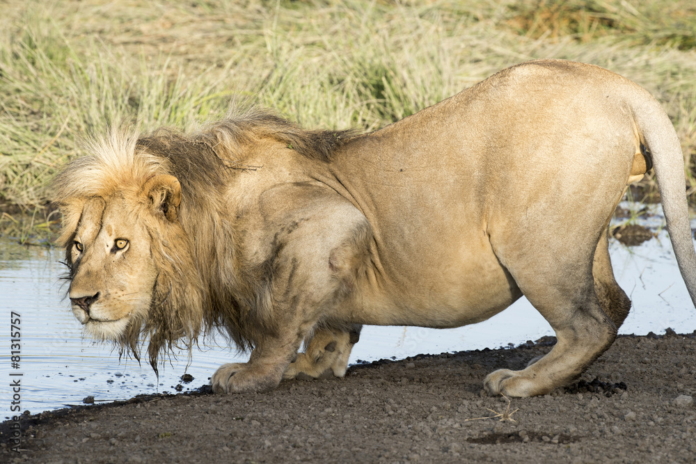 Naklejka premium Africa, Tanzania Serengeti National Park, lion drinking.
