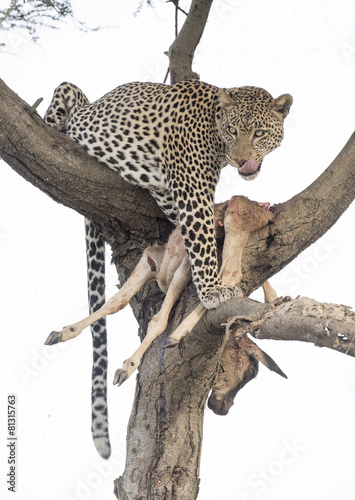 leopard with a kill.