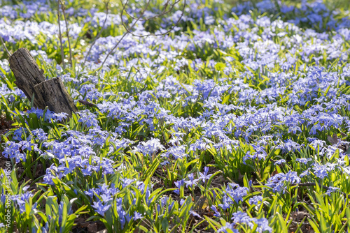 Field of blue Scilla flower...