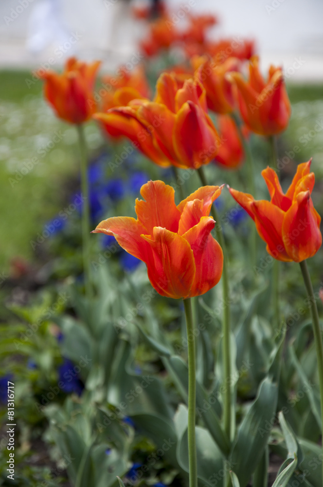 Tulipanes rojos