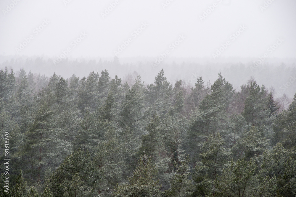 panoramic view of misty forest