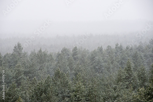 panoramic view of misty forest