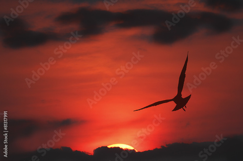 Silhouette of Ring-billed Gull in Flight at sunset - Ontario, Ca © Brian Lasenby