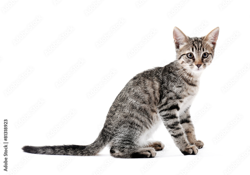 Fototapeta premium Cute kitten isolated on white
