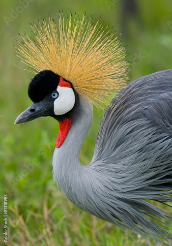 Portrait of a crowned crane. Africa. Tanzania.
