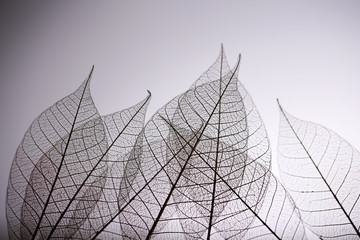 Papier peint photo Nervures de feuilles Skeleton leaves on grey background, close up  © Africa Studio