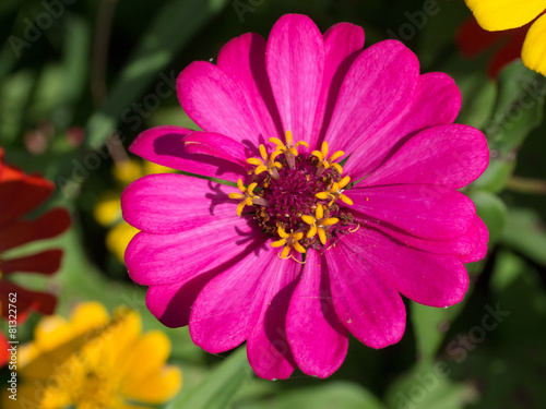 Zinnia Flower