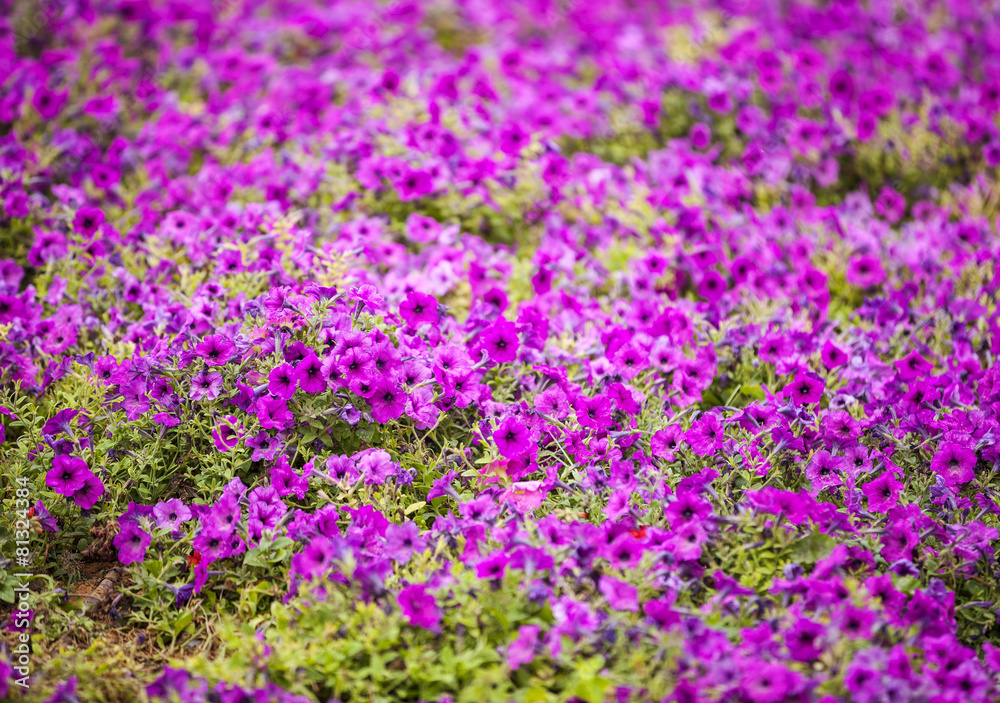 Petunia - perennial herb of the family Solanaceae Petunia - perennial herb of the family Solanaceae