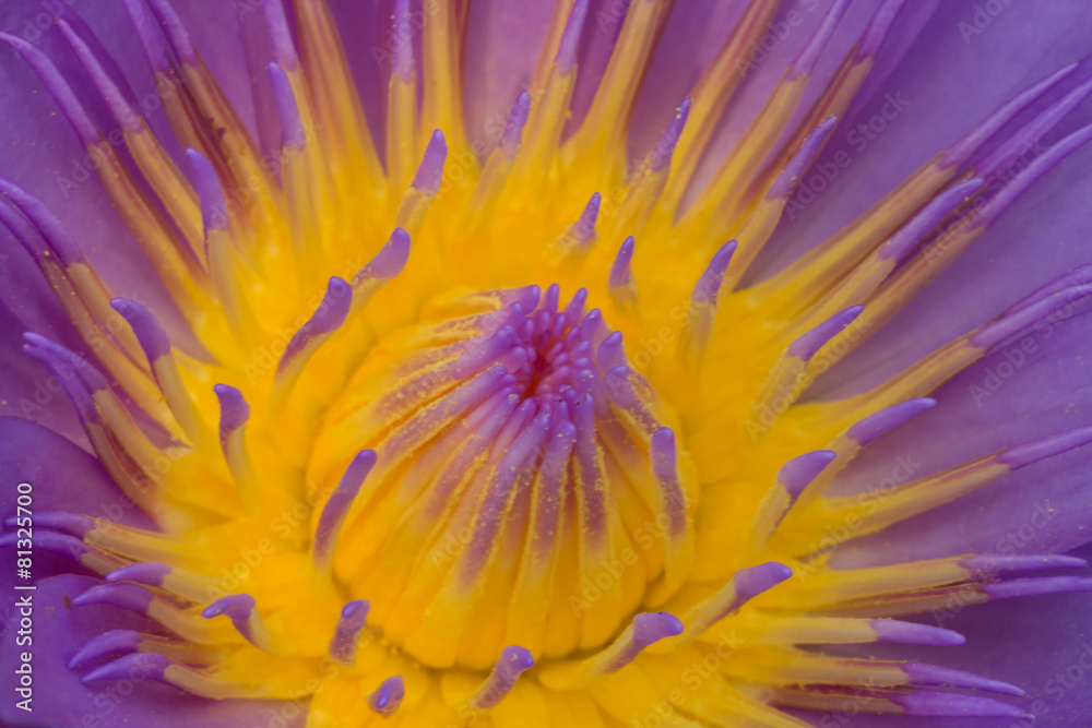 lotus flower lotus flower