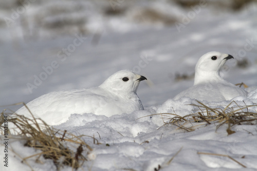 Two female quail hidden in the snow in the snowy winter tundra