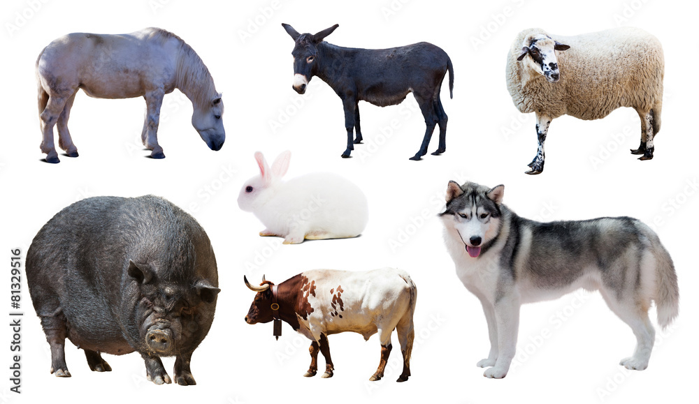 Husky and other farm animals. Isolated over white