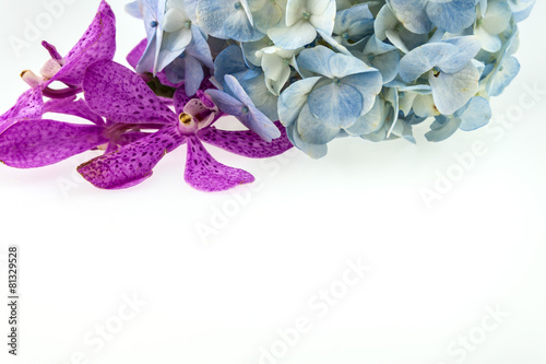 Fototapeta Naklejka Na Ścianę i Meble -  blue hydrangea and pink orchid isolated on white