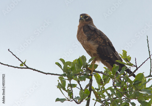 Young Black kite on the tree