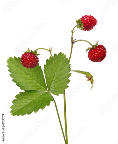 Wallpaper Mural three dark red wild strawberries and green leaf Torontodigital.ca