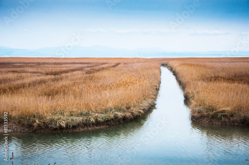 Marsh near a river