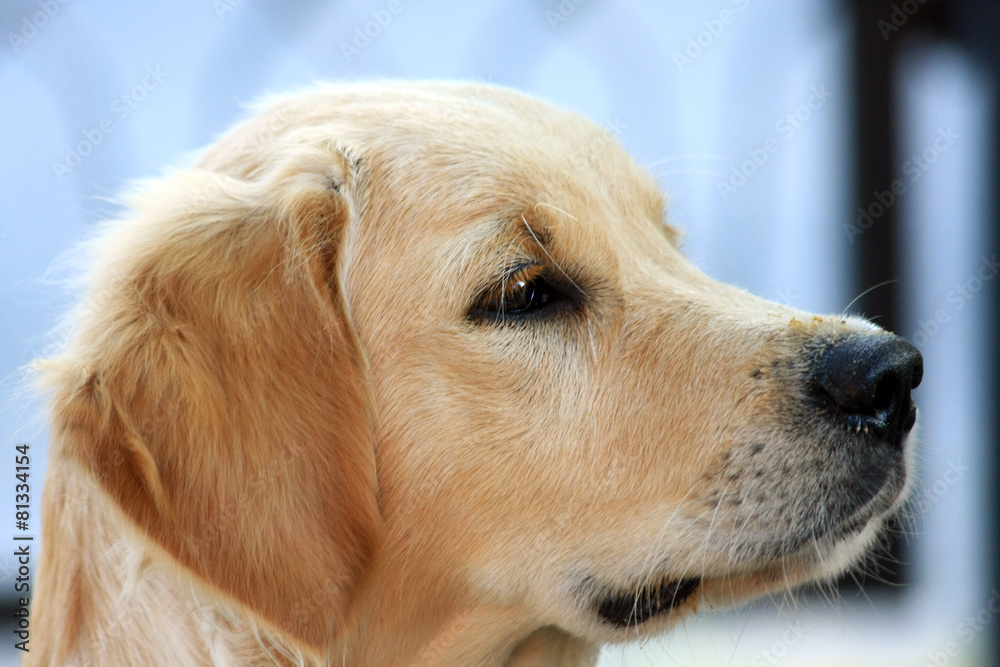 Un Golden Retriever, profilo di cane