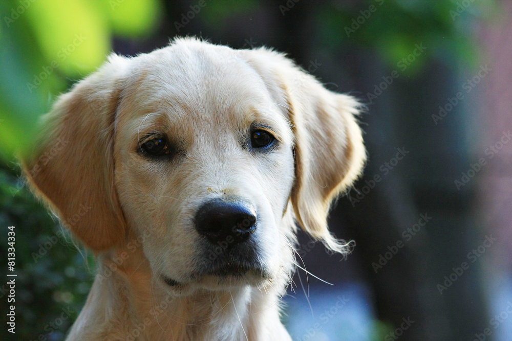 Un Golden Retriever, un cane curioso