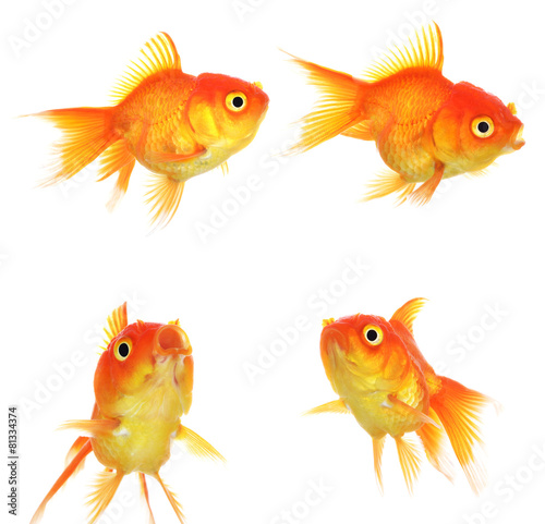 Set of Gold fish Isolation on the white