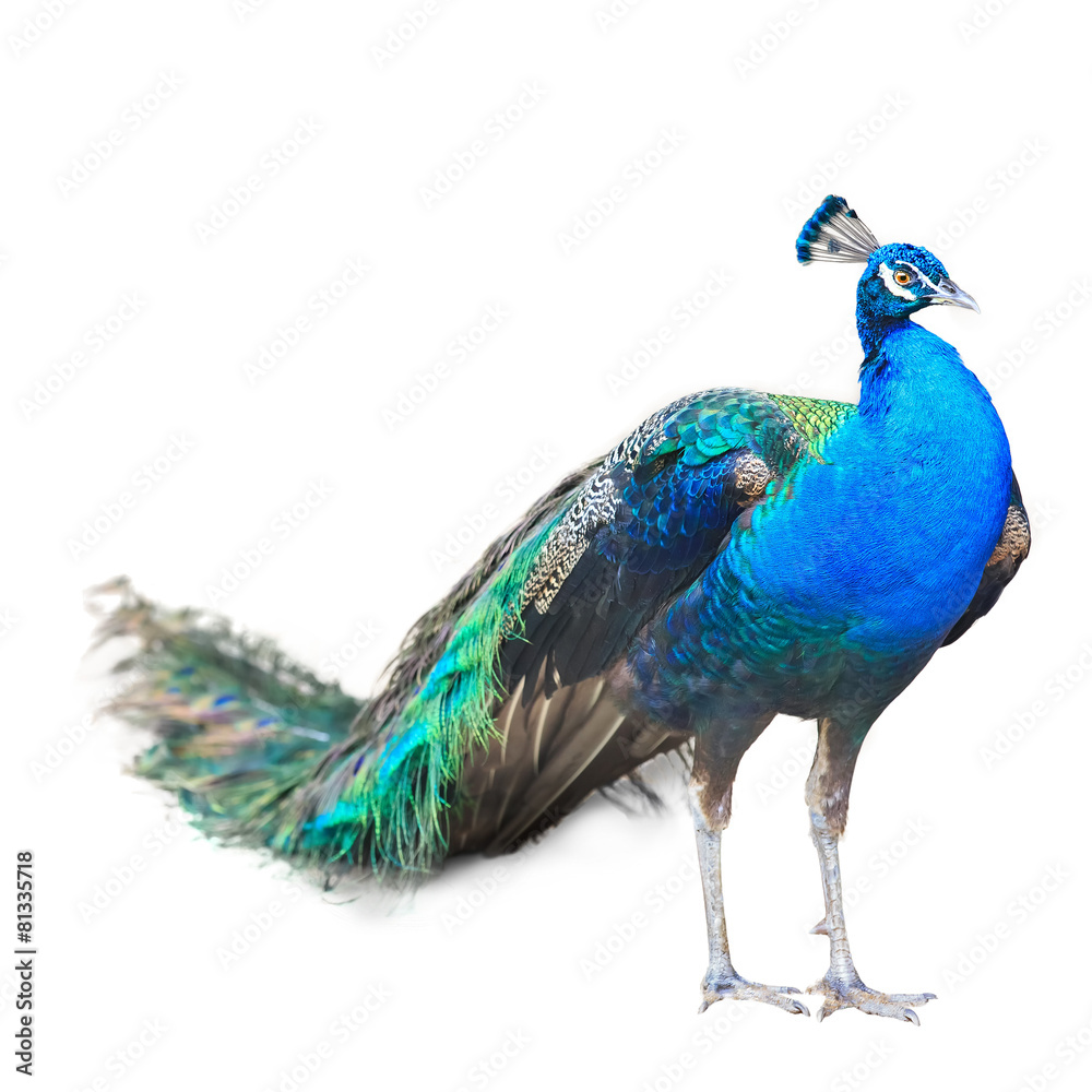 Obraz premium Beautiful Male Indian Peacock Isolated On White Background