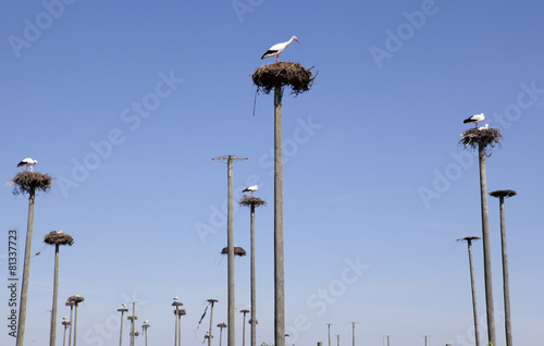 Storks colony photo