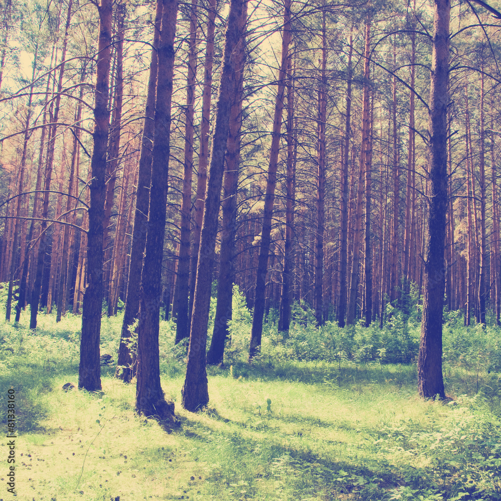 Fototapeta premium Green forest