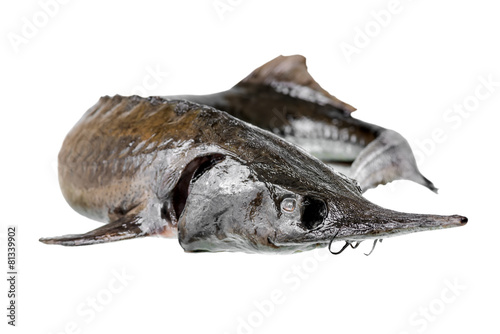 sturgeon fish is isolated on white background, closeup