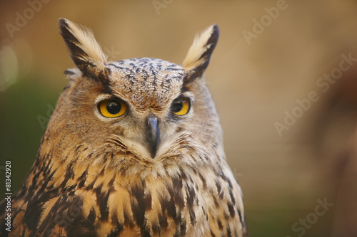 Owl with yellow eyes and warm background in Spain